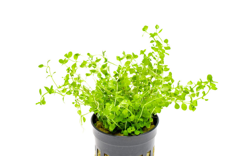 Healthy Micranthemum 'Monte Carlo' aquatic plant from CPA with lush green, low-growing foliage for freshwater aquariums.