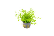 Healthy Micranthemum 'Monte Carlo' aquatic plant from CPA with vibrant green, low-growing foliage perfect for freshwater aquariums.