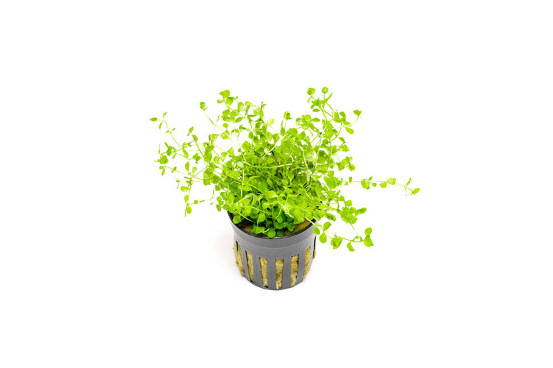 Healthy Micranthemum 'Monte Carlo' aquatic plant from CPA with vibrant green, low-growing foliage perfect for freshwater aquariums.