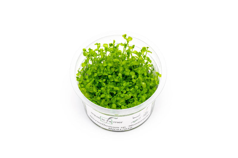 Micranthemum Monte Carlo Aquatic Farmer Tissue Culture Aquatic Plant - Buce Plant