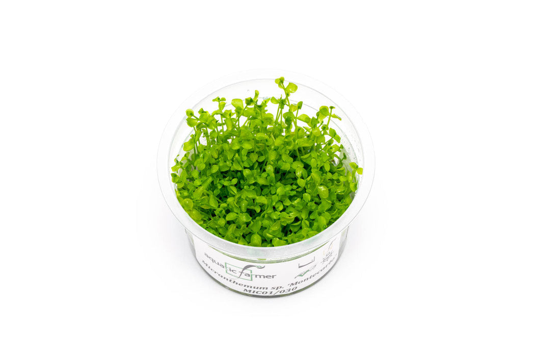 Micranthemum Monte Carlo Aquatic Farmer Tissue Culture