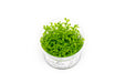 Micranthemum Monte Carlo Aquatic Farmer Tissue Culture