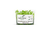 Micranthemum Monte Carlo Aquatic Farmer Tissue Culture Aquatic Plant - Buce Plant