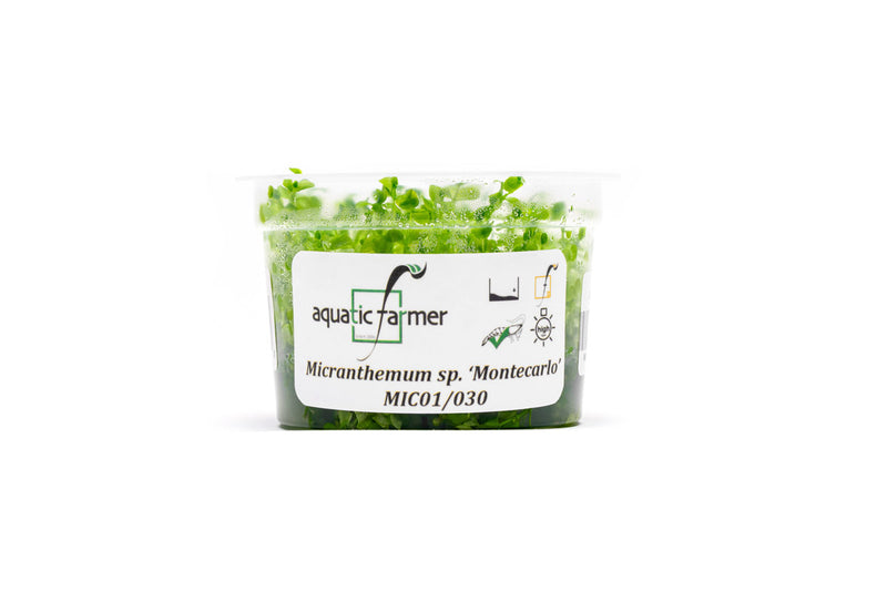 Micranthemum Monte Carlo Aquatic Farmer Tissue Culture Aquatic Plant - Buce Plant