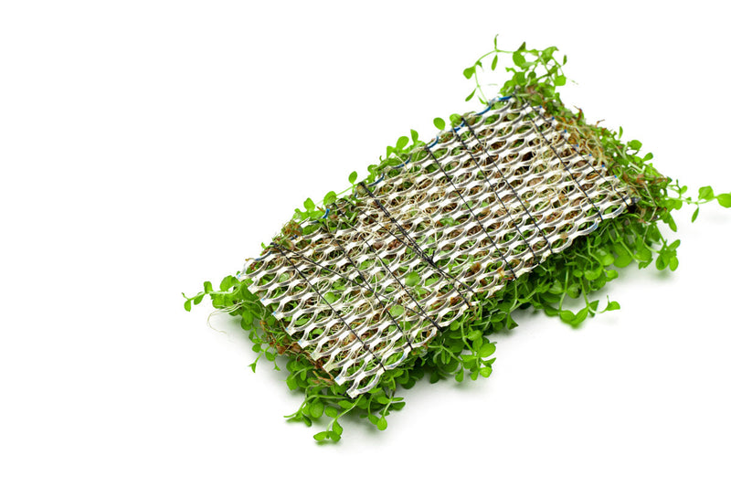 Micranthemum 'Monte Carlo' aquatic plant from CPA displayed on stainless steel background, showcasing vibrant green, small-leaf aquarium plant.