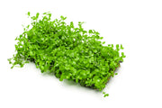 Micranthemum 'Monte Carlo' aquatic plant displayed on stainless steel, vibrant green foliage ideal for freshwater aquariums.