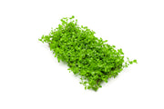 Micranthemum 'Monte Carlo' aquatic plant displayed on stainless steel, showcasing vibrant green foliage for freshwater aquariums.
