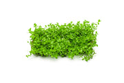 Micranthemum 'Monte Carlo' aquatic plant on stainless steel stand, vibrant green leaves, ideal for freshwater aquariums.