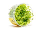 Micranthemum 'Monte Carlo' UNS Tissue Culture Aquatic Plant - Buce Plant