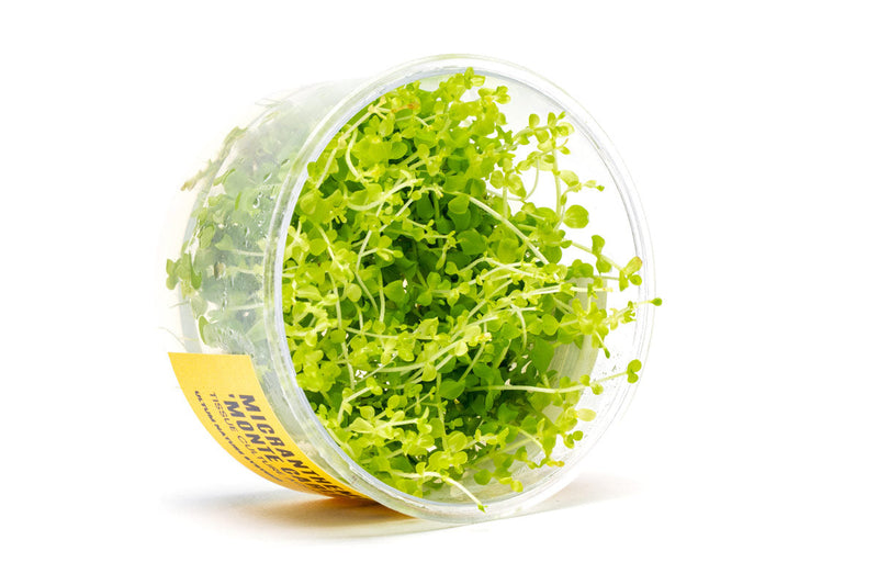 Micranthemum 'Monte Carlo' UNS Tissue Culture Aquatic Plant - Buce Plant
