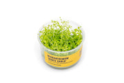 Micranthemum 'Monte Carlo' UNS Tissue Culture Aquatic Plant - Buce Plant