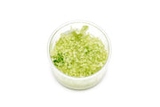 Micranthemum Tweediei 'Pearl White' UNS Tissue Culture Tissue Culture - Buce Plant