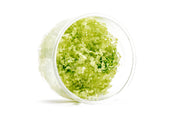 Micranthemum Tweediei 'Pearl White' UNS Tissue Culture Tissue Culture - Buce Plant