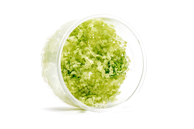 Micranthemum Tweediei 'Pearl White' UNS Tissue Culture Tissue Culture - Buce Plant