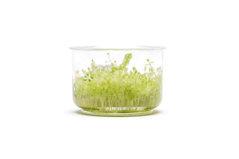 Micranthemum Tweediei 'Pearl White' UNS Tissue Culture Tissue Culture - Buce Plant