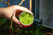 Micranthemum Tweediei 'Pearl White' UNS Tissue Culture Tissue Culture - Buce Plant