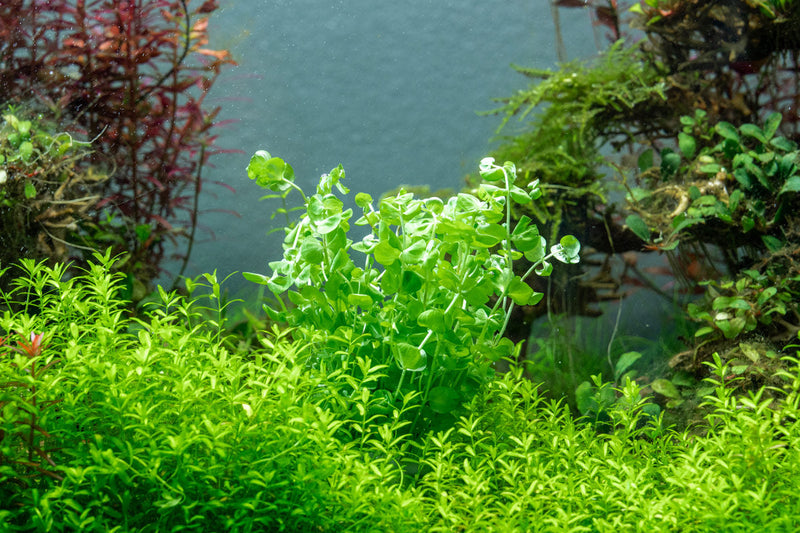 Healthy Micranthemum Umbrosum aquatic plant from ACW, with lush green, bushy growth perfect for freshwater aquariums.