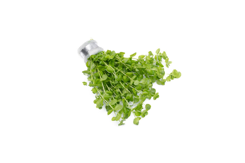 Healthy Micranthemum Umbrosum aquatic plant from ACW, with dense green foliage ideal for freshwater aquariums.