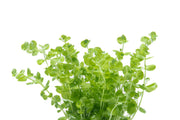 Close-up of ACW Micranthemum Umbrosum aquatic plant with bright green, bushy leaves suitable for freshwater aquariums.