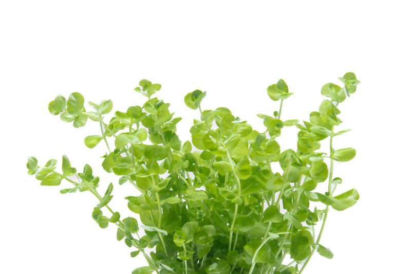 Close-up of ACW Micranthemum Umbrosum aquatic plant with bright green, bushy leaves suitable for freshwater aquariums.