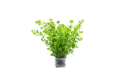Healthy Micranthemum Umbrosum aquatic plant from ACW with lush green leaves, ideal for freshwater aquariums.