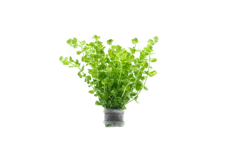 Healthy Micranthemum Umbrosum aquatic plant from ACW with lush green leaves, ideal for freshwater aquariums.