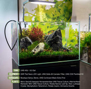 Rotala Narrow Leaf Sp. Red Aquatic Plant - Buce Plant