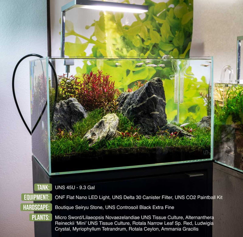 Rotala Narrow Leaf Sp. Red Aquatic Plant - Buce Plant