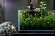 Micro Sword / Lilaeopsis Novaezelandiae UNS Tissue Culture Aquatic Plant - Buce Plant
