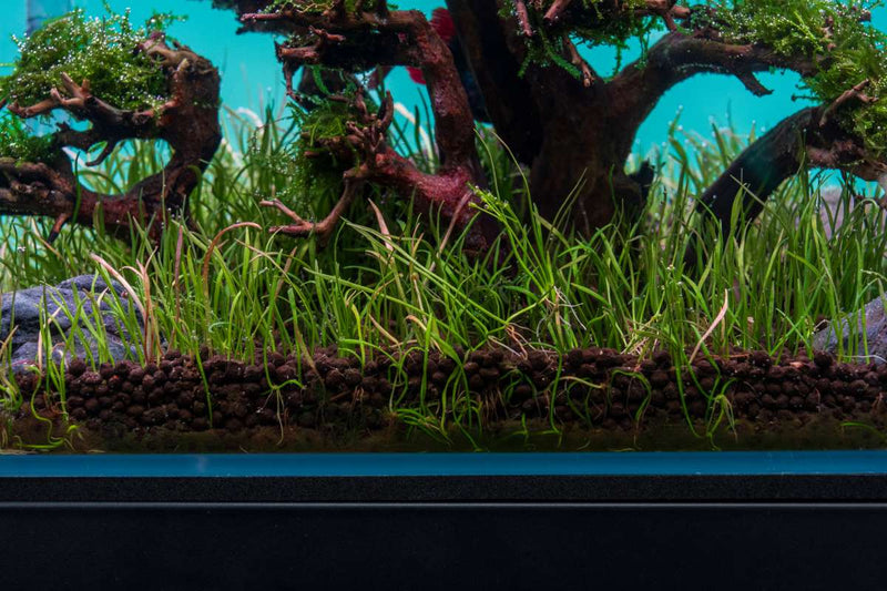 Micro Sword / Lilaeopsis Novaezelandiae UNS Tissue Culture Aquatic Plant - Buce Plant