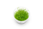 Microcarpaea Minima Merrill Aquatic Farmer Tissue Culture Aquatic Plant - Buce Plant
