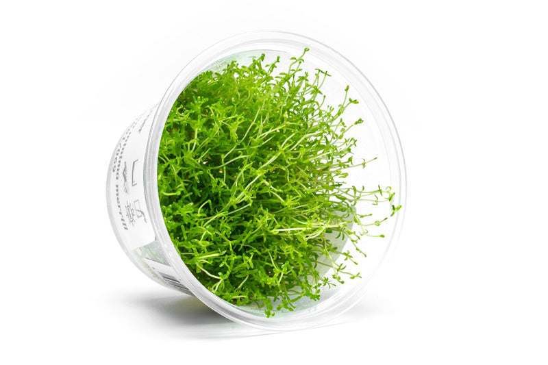 Microcarpaea Minima Merrill Aquatic Farmer Tissue Culture Aquatic Plant - Buce Plant