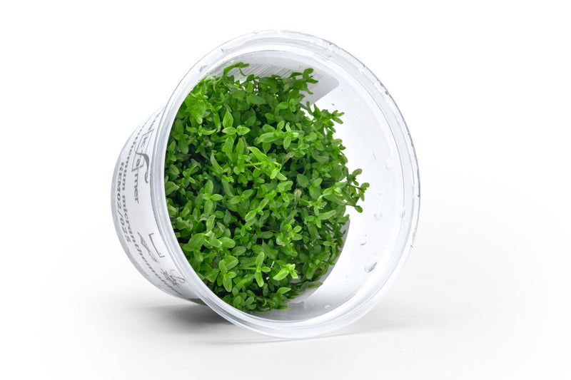 Microcarpaea Minima Merrill Aquatic Farmer Tissue Culture Aquatic Plant - Buce Plant