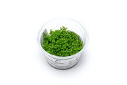 Microcarpaea Minima Merrill Aquatic Farmer Tissue Culture Aquatic Plant - Buce Plant