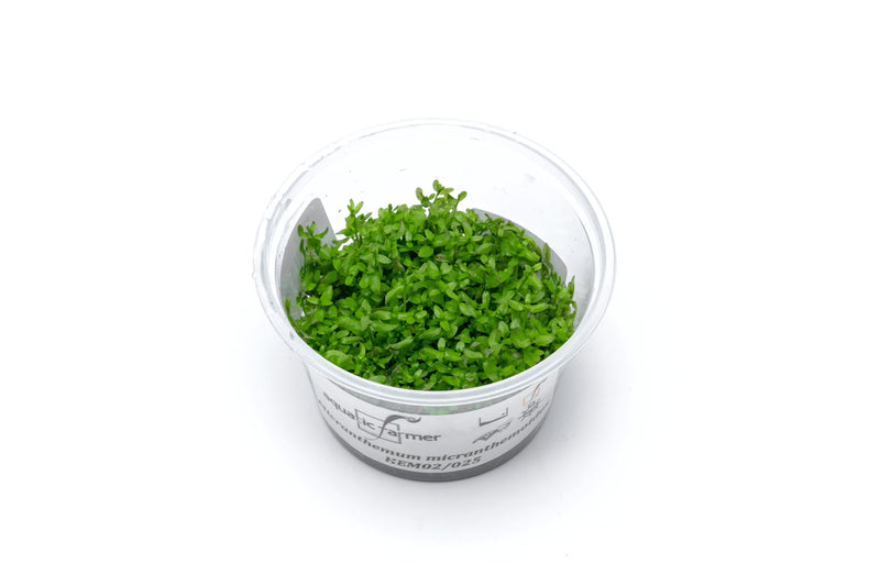 Microcarpaea Minima Merrill Aquatic Farmer Tissue Culture Aquatic Plant - Buce Plant