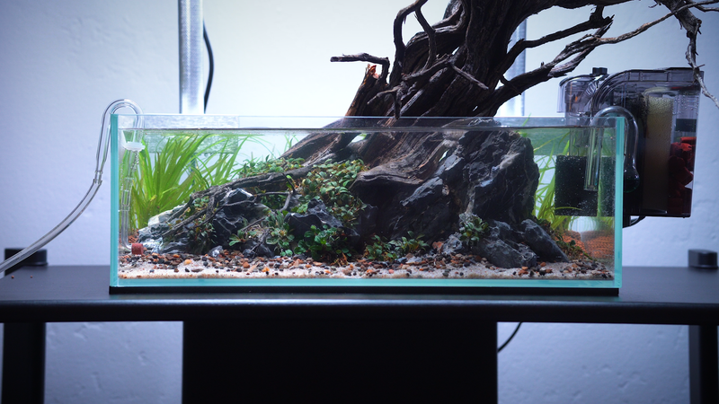 Mighty Aquarium Filter HOB Filters - Buce Plant