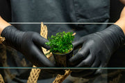 Mini Bolbitis (Baby Leaf) Aquatic Plant - Buce Plant