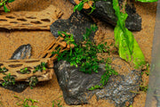 Mini Bolbitis (Baby Leaf) Aquatic Plant - Buce Plant
