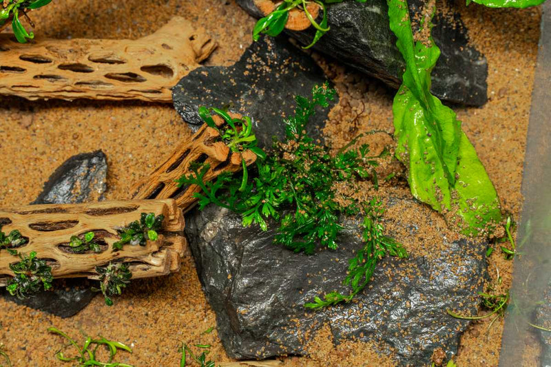 Mini Bolbitis (Baby Leaf) Aquatic Plant - Buce Plant