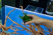 Mini Bolbitis (Baby Leaf) Aquatic Plant - Buce Plant