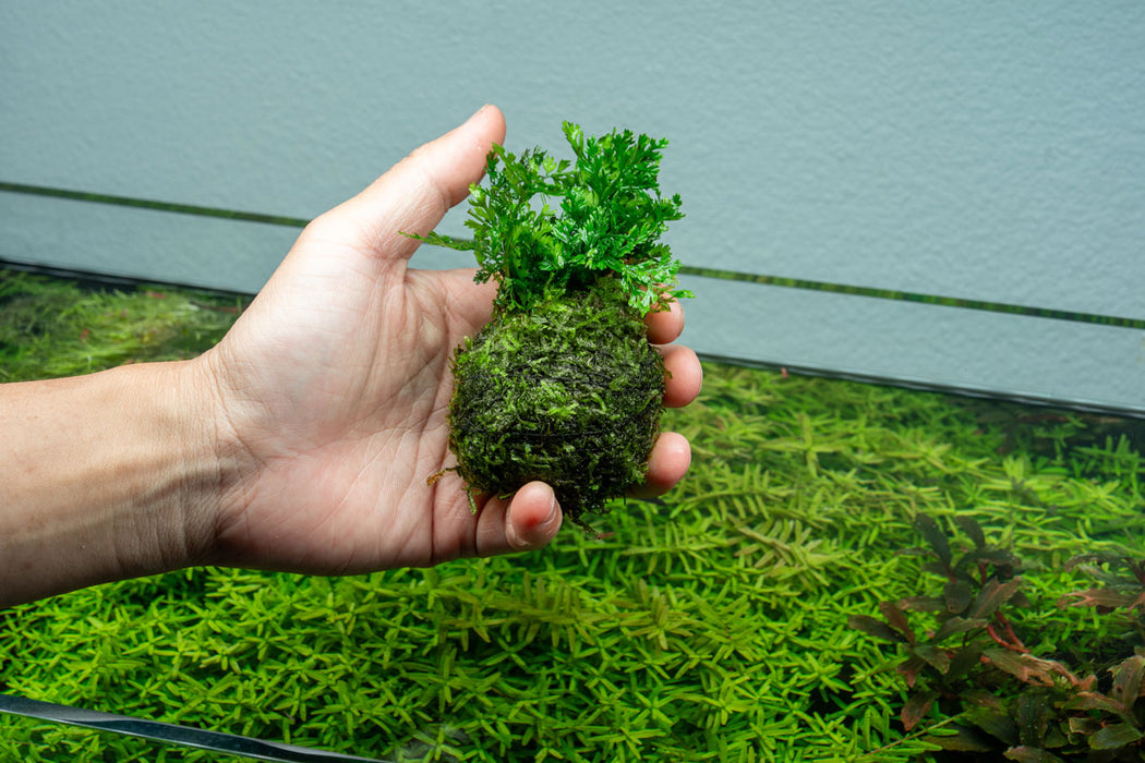 Mini Bolbitis on Clay Moss Ball
