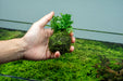 Mini Bolbitis on Clay Moss Ball
