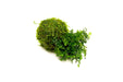 Mini Bolbitis on Clay Moss Ball