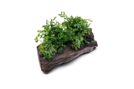 Mini Bolbitis aquatic plant attached to driftwood, showcasing lush green foliage in a freshwater aquarium setting.