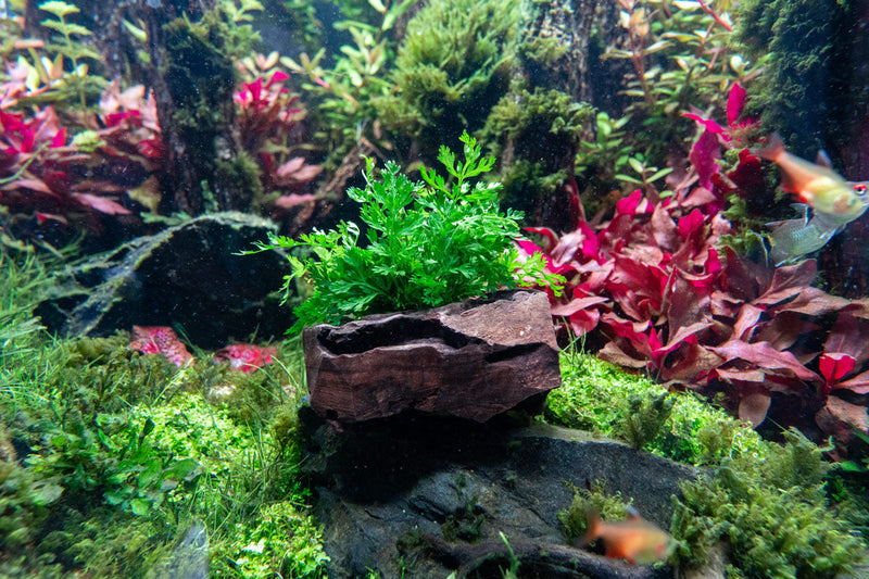 Mini Bolbitis aquatic plant attached to driftwood, showcasing lush green foliage for freshwater aquarium decoration.