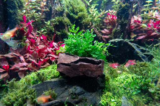 Mini Bolbitis on Driftwood