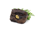 Mini Bolbitis aquatic plant attached to driftwood, ideal for aquarium decoration, by CPA.