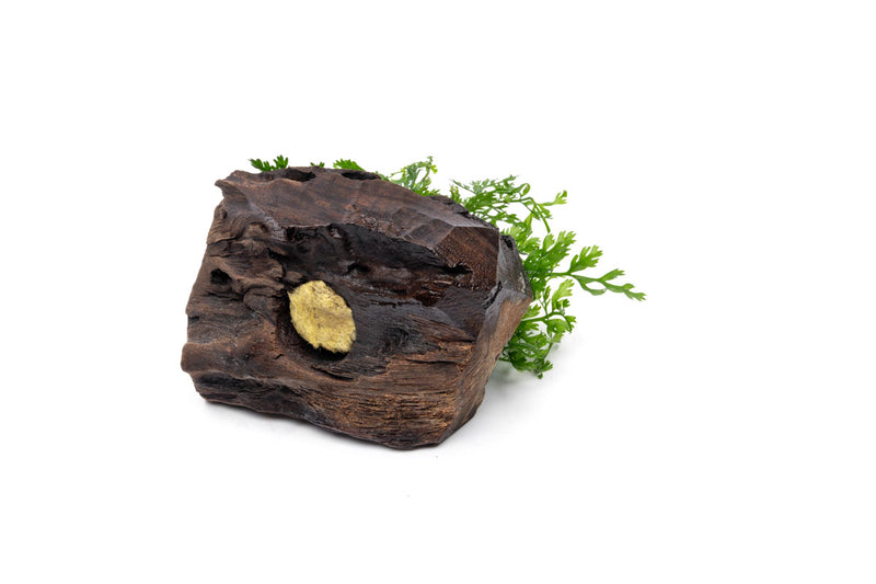 Mini Bolbitis aquatic plant attached to driftwood, ideal for aquarium decoration, by CPA.