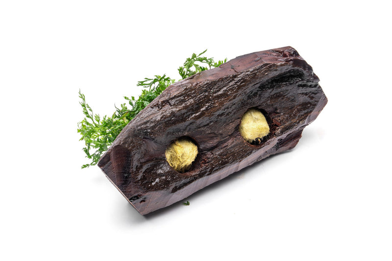 Mini Bolbitis aquatic plant attached to driftwood, ideal for freshwater aquariums, by CPA.