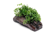 Mini Bolbitis aquatic plant attached to driftwood, showcasing lush green foliage for freshwater aquarium decoration.